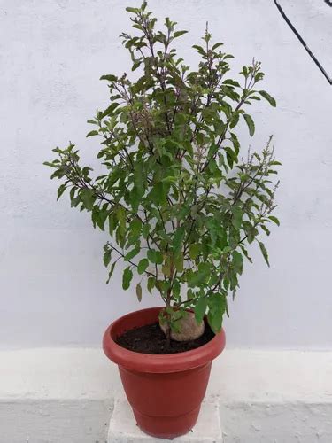 Green Kali Tulsi Plant At Rs 15piece In Dehri Id 25240012912