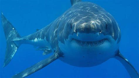 video world s largest great white shark