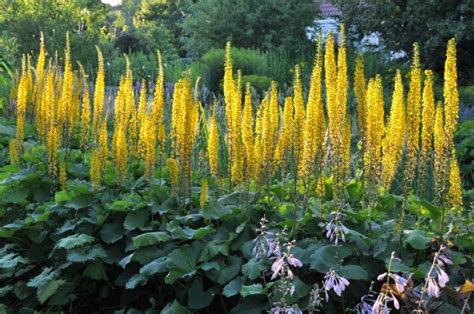 Ligularia The Rocket Shade Tall Perennial Yellow Moist Ground Whistler