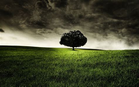 A Lonely Tree Tree Photography Wallpaper Cool Landscapes Tree