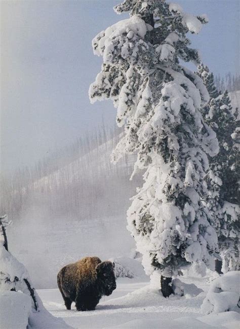 The American Bison Is Finally Our New National Mammal 16 Photos