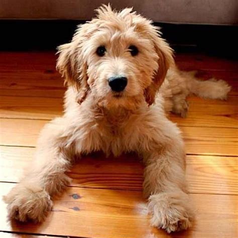This gal is ready to be by your side whether it's a game of fetch or just a relaxing walk around the. Goldendoodle puppy | Goldendoodle, Doodle dog, Fluffy dogs
