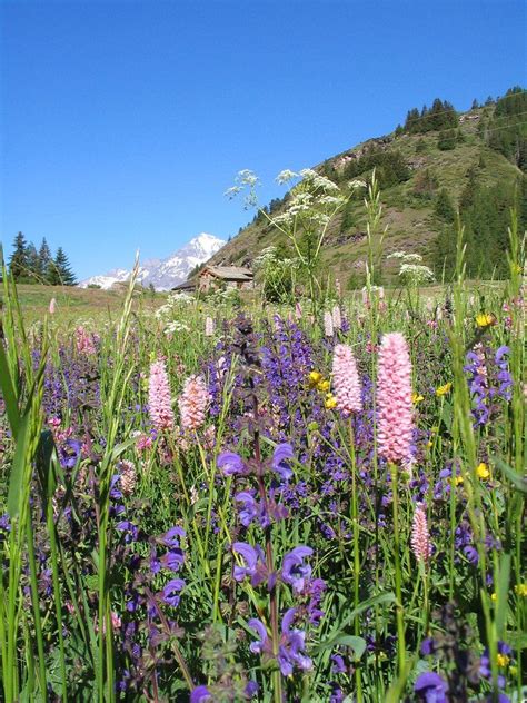 French Alps Wild Flowers Fleurs Des Alpes Fleurs Sauvages Beau