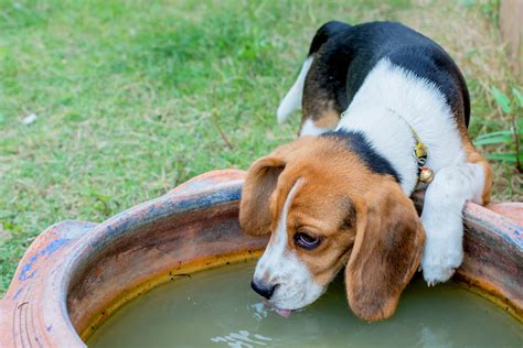 Do Dogs Drink A Lot Of Water