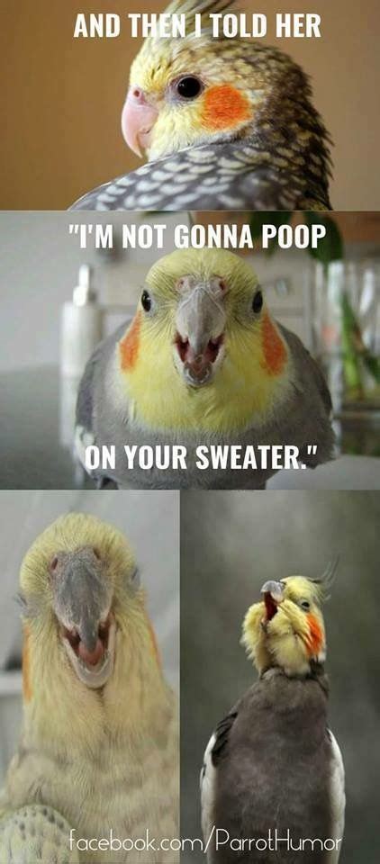 Too Cute And Gives Me A Chuckle Funny Birds Funny Bird