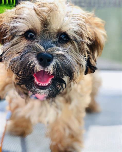 My babies are vet checked started on shots wormed. Shih Tzu For Sale in Michigan (239) | Petzlover
