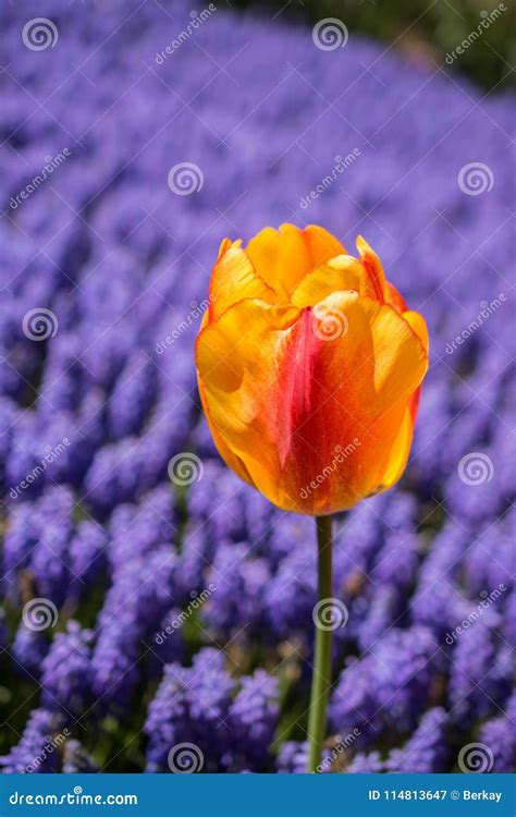 Colorful Fresh Tulip Flower Bloom In The Garden Stock Image Image Of