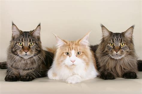 Maine Coon Cats Meet Ludo Longest Cat In The World Animal Bliss