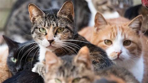 Why Are So Many Australian Towns Introducing Cat Curfews