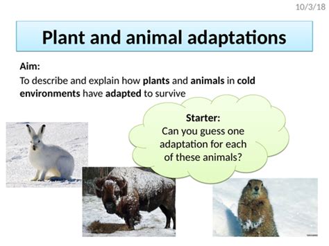 Plant And Animal Adaptations In Cold Environments Aqa The Living World