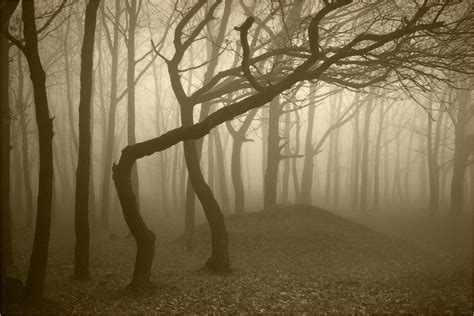 Mystery Forest by Kicik Kharkiv Oblast, Ukraine | Haunted forest, Hoia baciu forest, Foggy forest