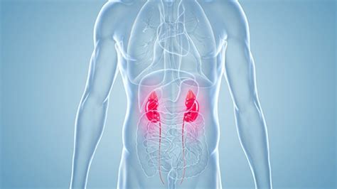 Kidney Pain Definition Causes And Risks