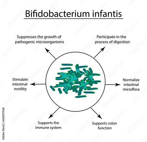 Useful Properties Of Bifidobacteria Bifidobacterium Infantis