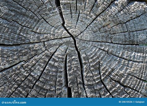 Dry Wood Timber Natural Background Stock Photo Image Of Nature Board