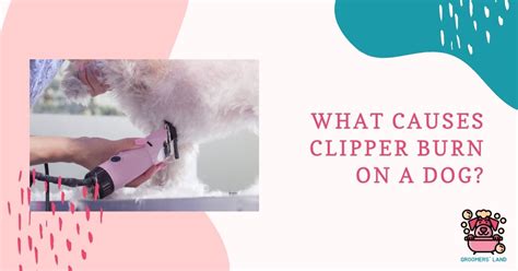 What Causes Clipper Burn On A Dog Groomers Land