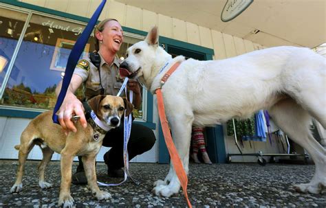 County Shelter Expands Efforts To Reunite Lost Pets With Owners