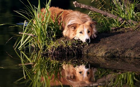 Wallpaper Animals Water Reflection Grass Plants Puppy Fauna