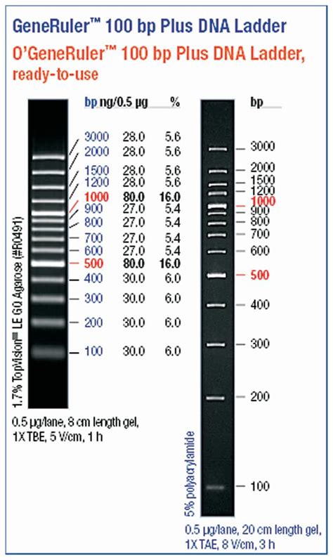 Thermo Scientific O Generuler Ready To Use Bp Plus Dna Ladder