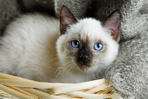 There was a white cat once, more intelligent than other cats, and this cat was asked by a god to guard a ring of his while the god went about his business. 60 Sassy Siamese Cat Names | PetHelpful