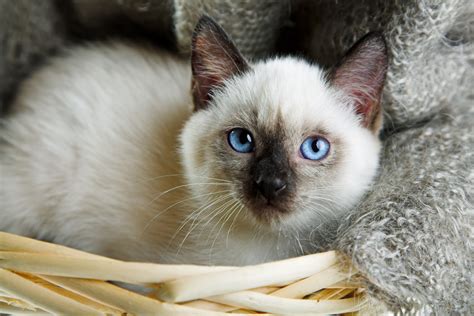 If this sounds like you, there are lots of options to explore. 60 Sassy Siamese Cat Names | PetHelpful