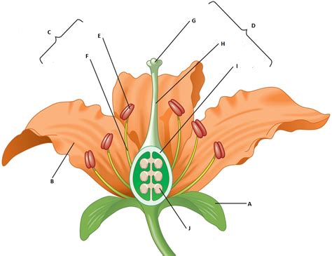 Label The Diagram Of A Flower