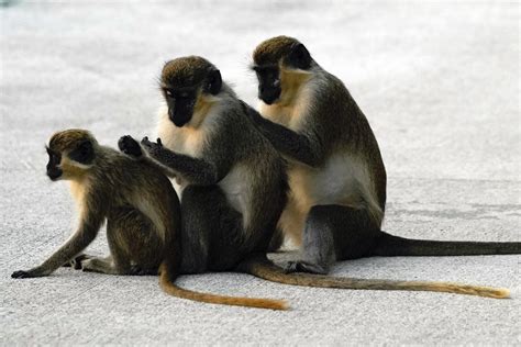 Celebrities Monkeys Near Florida Airport Delight Visitors Ap News