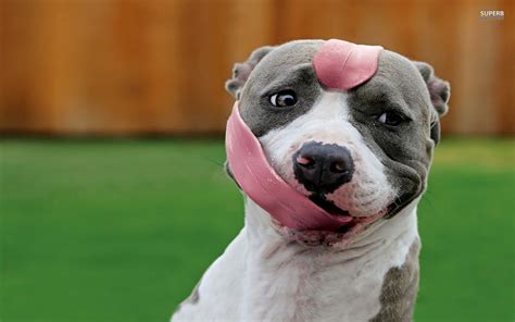 Dog Picture Blue Pitbull With Long Tongue Hd Wallpaper Pitbulls