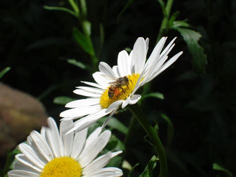 Bee And Daisy Free Photo Download Freeimages