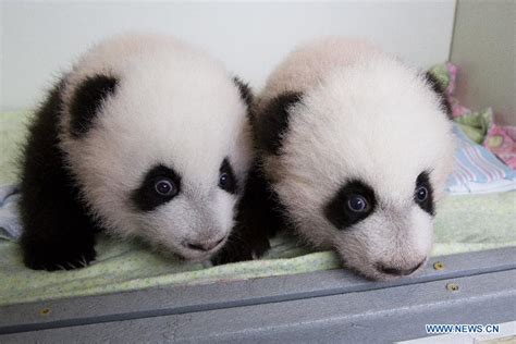 Twin Panda Cubs In Zoo Atlanta Get Names Via Vote Peoples Daily Online