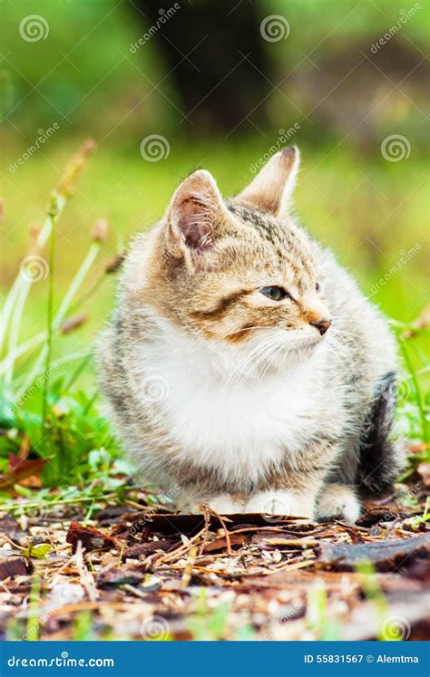 Little Kitten Sitting On The Grass Stock Image Image Of Black