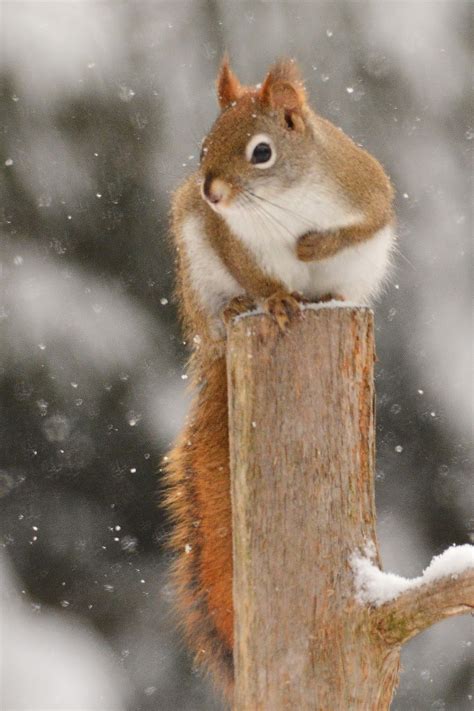 Red Squirrels In Snow Up Down And All Around Nicks