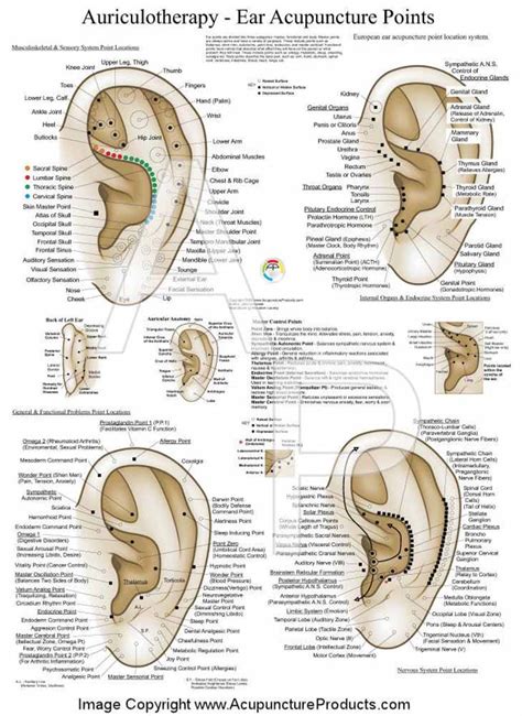 Ear Reflexology Charts Reflexology Ear Chart Tips Ear Reflexology Acupuncture Acupuncture