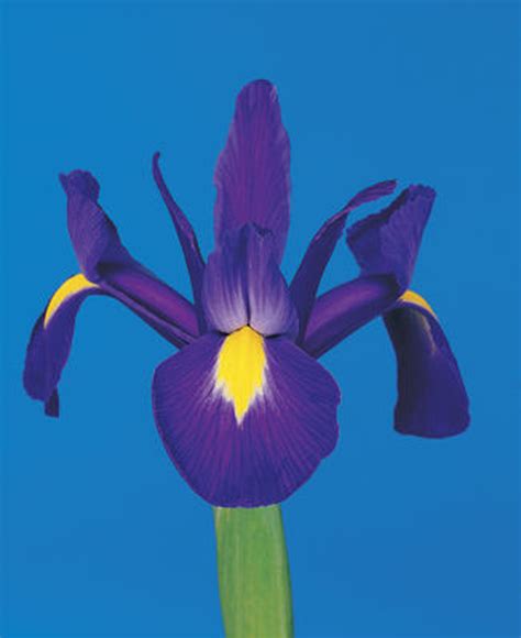Dutch Iris Blue Magic Pack Of 25 Dutch Iris
