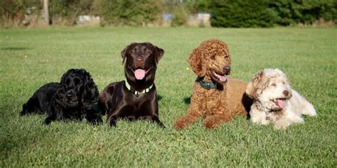 ¿cuántos Colores De Perros Hay Blog De Terránea