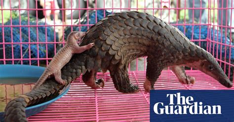 Critically Endangered Pangolins Rescued Then Sold As Food