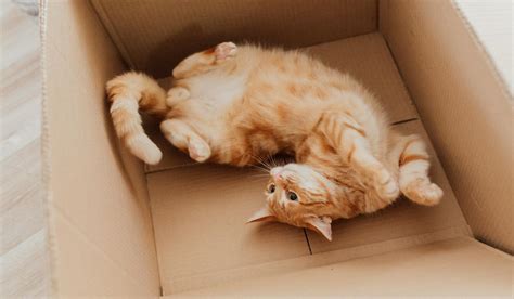 Why Do Cats Like Boxes So Much