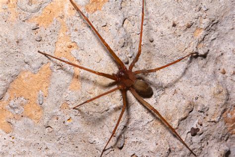 Brown Recluse Spiders In Arizona Watchdog Pest Control