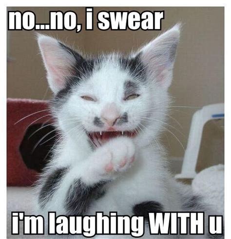 Laughing With You Kitty Cat Silly Cats Crazy Cats Cats And Kittens