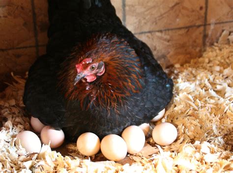 Expert Tips For Incubating Chicken Eggs Grit