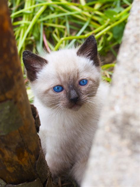 Help Breeding Siamese Or Himalayan Cats Studyclixweb