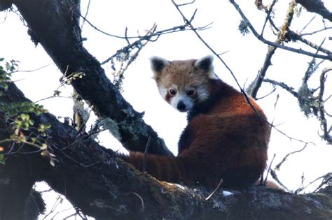 ‘fake Market Red Panda Study Finds No Real Demand Behind Rise In Poaching