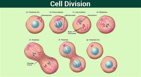Cell Division Mitosismeiosis And Different Phases Of Cell Cycle