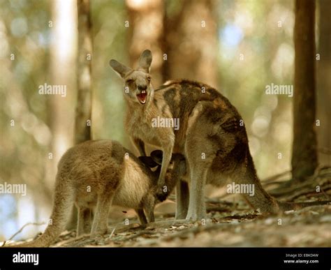 Kangaroo With Mouth Open Hi Res Stock Photography And Images Alamy