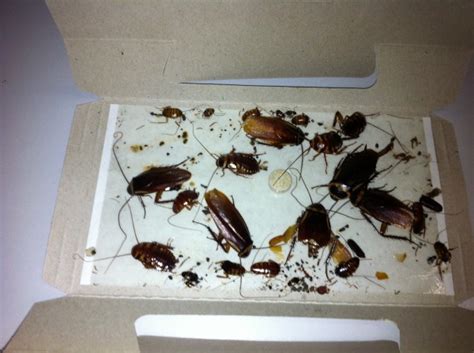Roaches will keep on coming even when you have used so much poison that your kitchen cupboards reek of roach spray—unless you if you provide roaches with a comfortable place to live and plenty of food, you can never get rid of them. Pest and Chute - Lite & EZ - MyCarForum.com