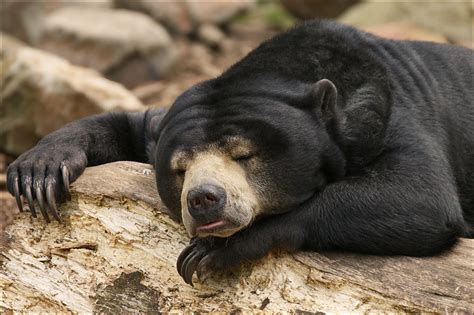 Sleeping Bear Malayan Sun Bear Or Honey Bear In The Rimba Flickr