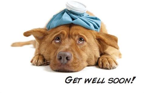 Get Well Soon Get Well Soon Dog Ccmhonline Greetings