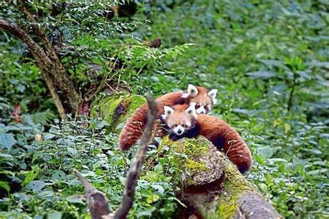 Whats Cuter Than A Red Panda In The Wild Livemint