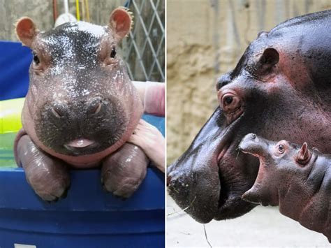 21 Baby Hippo Pictures That Will Make You Smile In Ways You Never Knew Possible