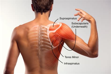 It S Your Rotator Cuff Which One A Body In Motion Rehabilitation