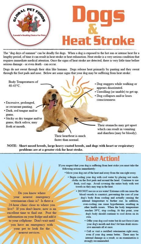 Dogs And Heat Stroke Penbay Pilot
